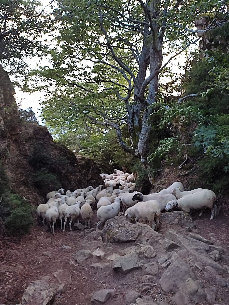 Preciosa estampa del rebaño descendiendo ayer por la Cañada Real de los Roncaleses en dirección al monasterio de Leyre.