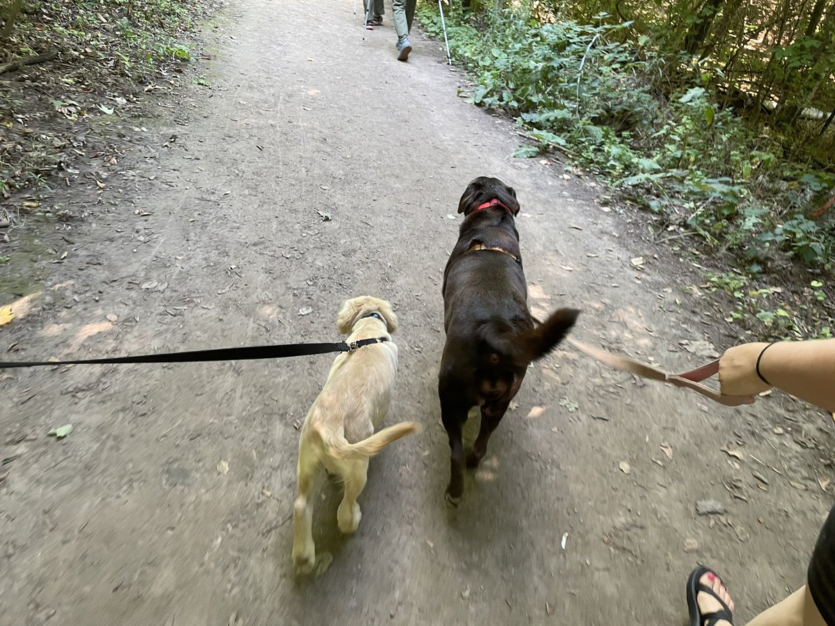 CostinAntonescu's tweet photo. Great way to start off the weekend by taking the 🐶s and kids to #rattlesnakepoint to see some turkey vultures! https://t.co/DkEn5vIr1e