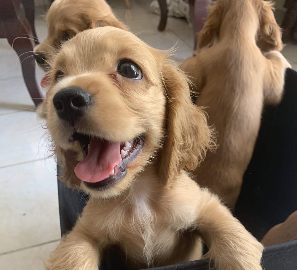 ohyeah_imout's tweet image. Just adopted a dog, let me introduce you #Cosmo