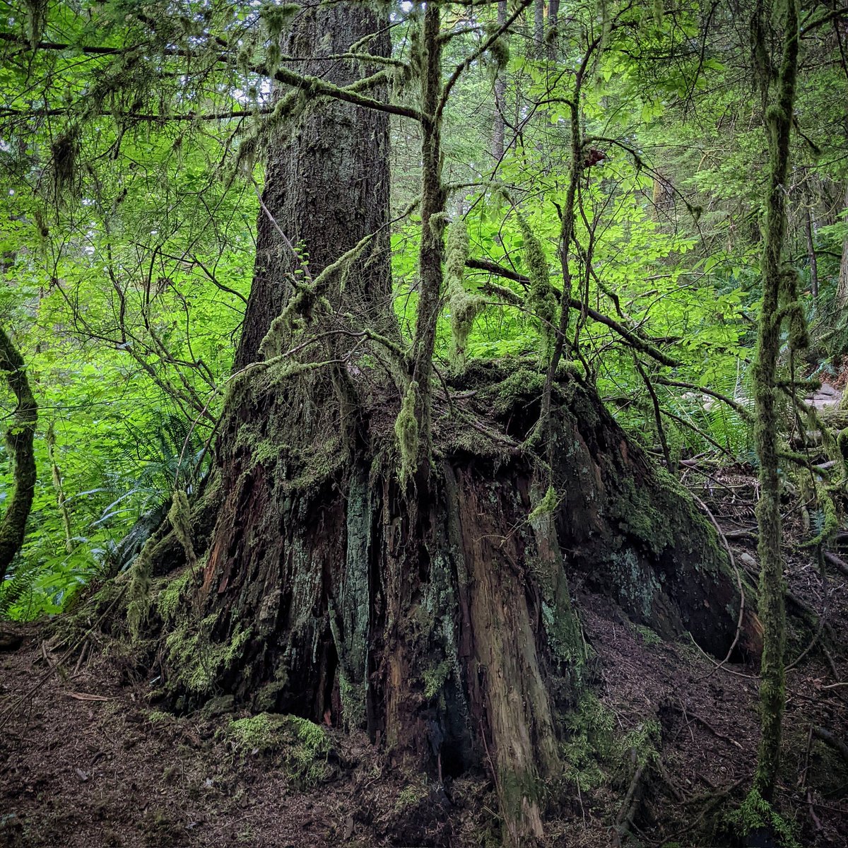 StumpsofBC's tweet photo. #BC was once home to the largest #trees in the world.
Traditional Tsleil-Waututh & Squamish territory.
#stumpsofbc #worthmorestanding
#saveourforests #climatechange
#ancientforests #history #canada #endangeredforests #northvan
#logging #oldgrowth #tree #rainforest #nature https://t.co/W2f35fguVv