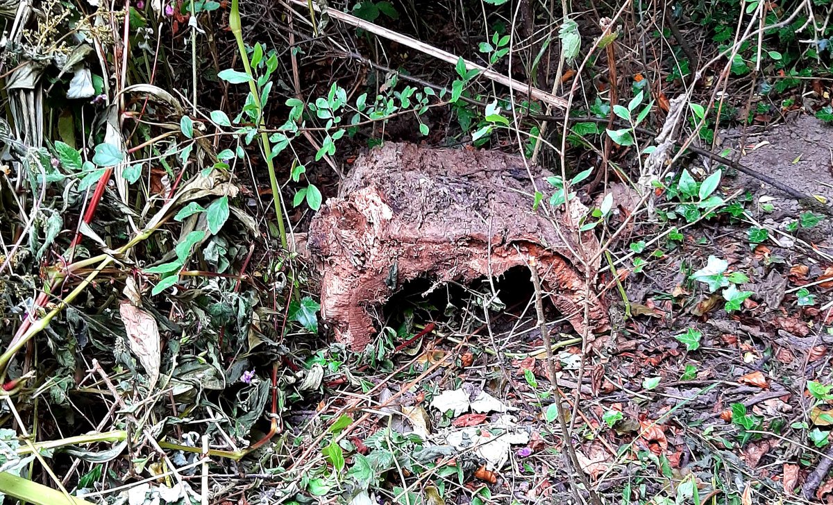 #hedgehog den, half an old tree trunk, placed by ditch between #Hedge and field. #wildlifehabitat