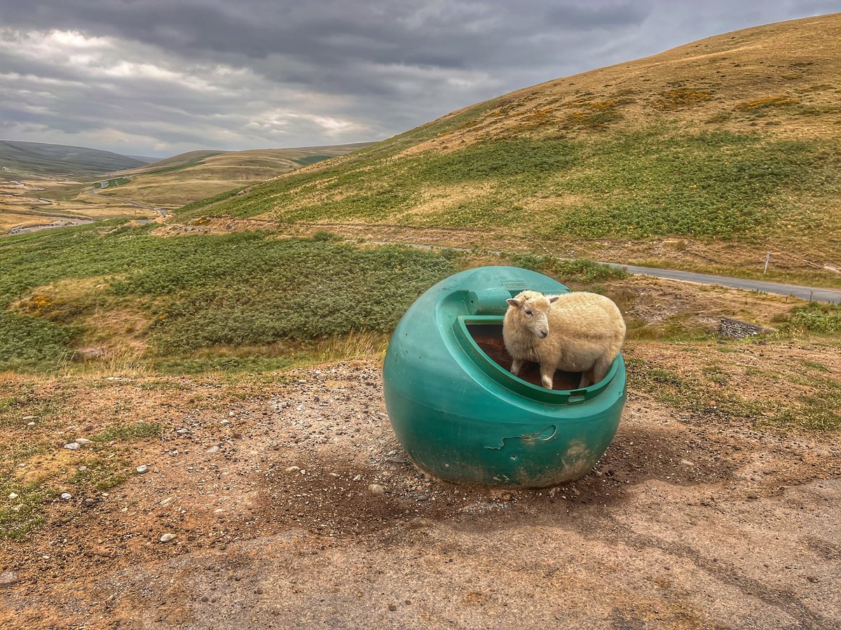 AnnSeymourPhoto's tweet photo. The @Elan_Valley never fails to delight, even the lambs are resorting to unusual snacks! Waiting for rain?
#welshlamb #elanvalley #picoftheday #lamb #daysout @DerekTheWeather
#welshlife https://t.co/z0xa4yTNpF