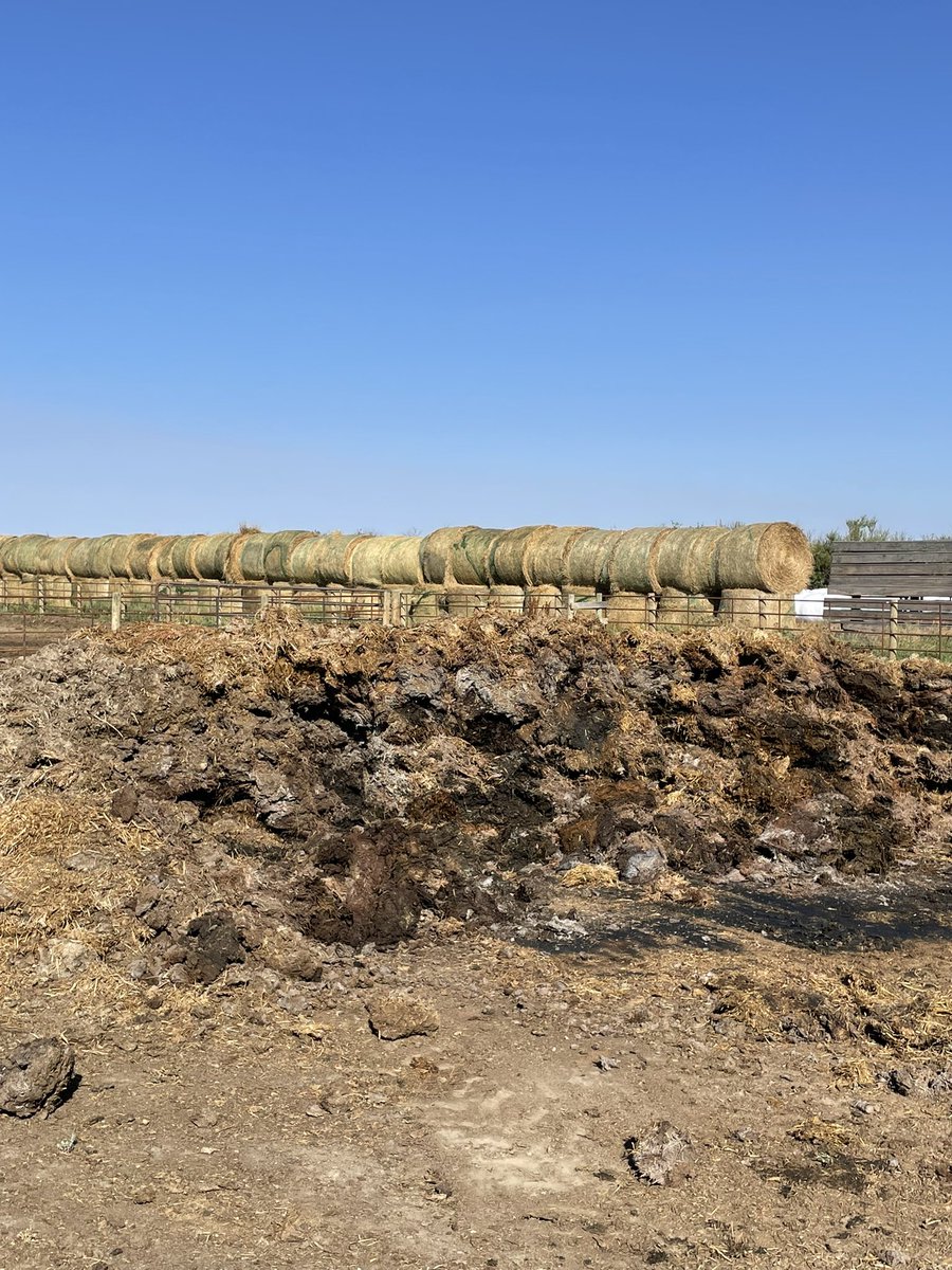 Atleast there is 1 good thing about limited rain this year. Manure piles from spring sure have shrunk. Makes weaning time a little nicer.   #corralcleaning #beef