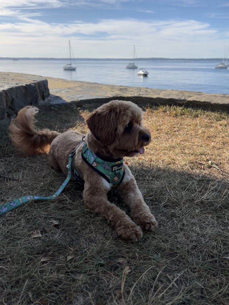 CavapooLuca's tweet photo. Shade and views 🐾💚 #morning #walk #LucaTheCavapoo #pup #dog #dogsoftwitter https://t.co/TvCVjve0N7