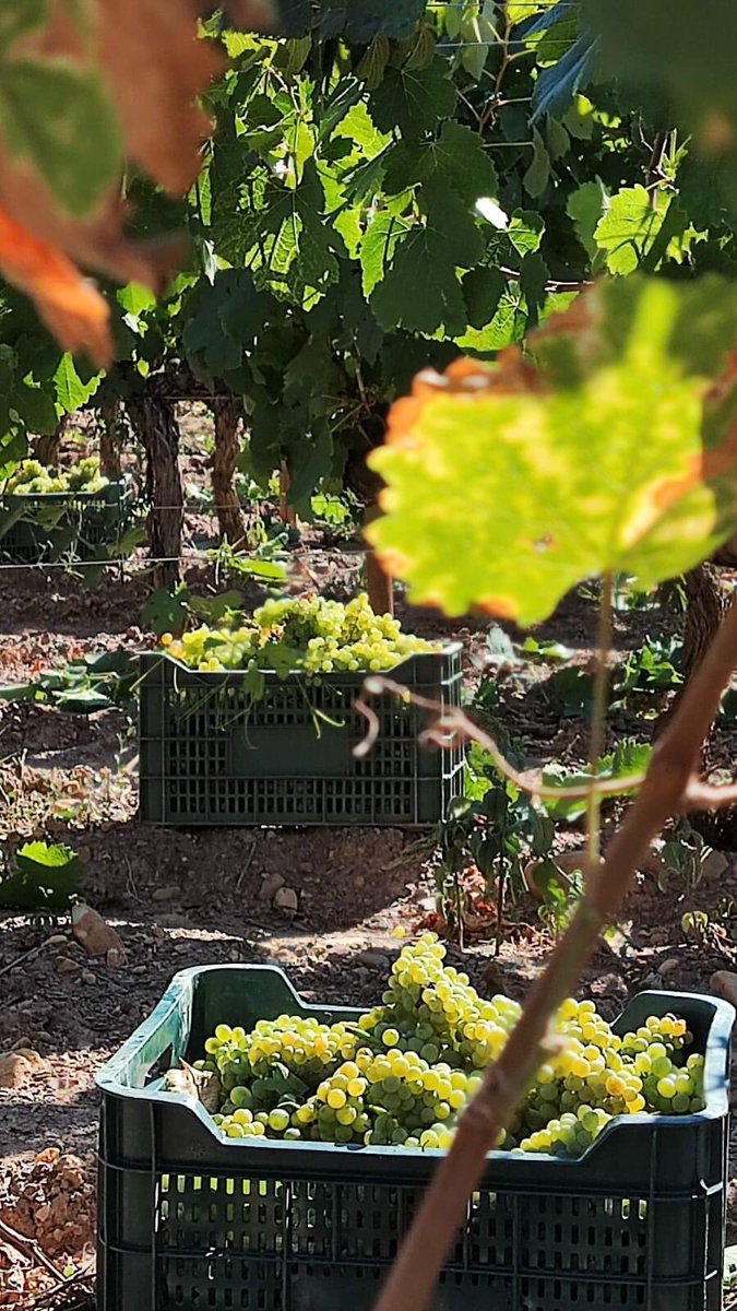 CRDOValdeorras's tweet photo. 👉É #TempoDeVendima na @AdegaALANdeVAL de Val, como podedes ver nestas imaxes, que reflicten os seus traballos de recollida na uva na zona de Pedrazais, na Rúa de Valdeorras. https://t.co/GJSISDb93U
