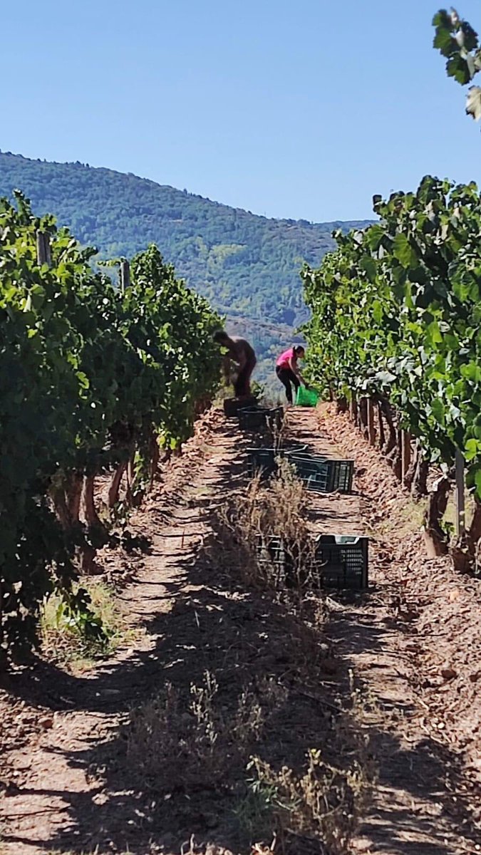 CRDOValdeorras's tweet photo. 👉É #TempoDeVendima na @AdegaALANdeVAL de Val, como podedes ver nestas imaxes, que reflicten os seus traballos de recollida na uva na zona de Pedrazais, na Rúa de Valdeorras. https://t.co/GJSISDb93U