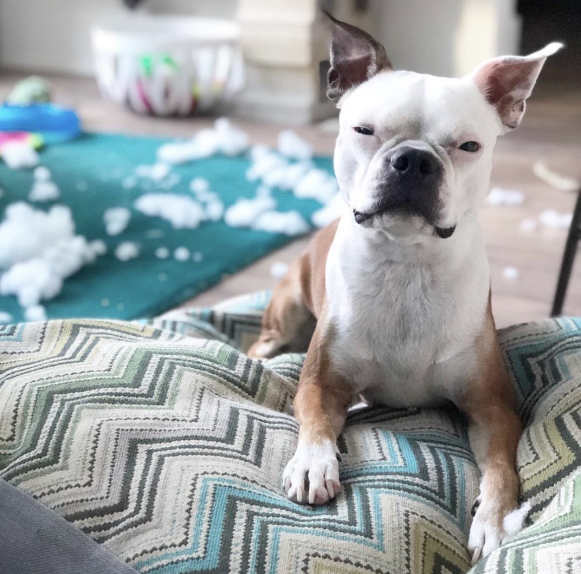 TorontoTerrier's tweet photo. @bterrierdogs This photo is entitled “it wasn’t me” by me, Beans the Toronto Terrier

I’m technically from Toronto - which is where this photo was taken - but we live in London, England now. https://t.co/ySTKecVMJD