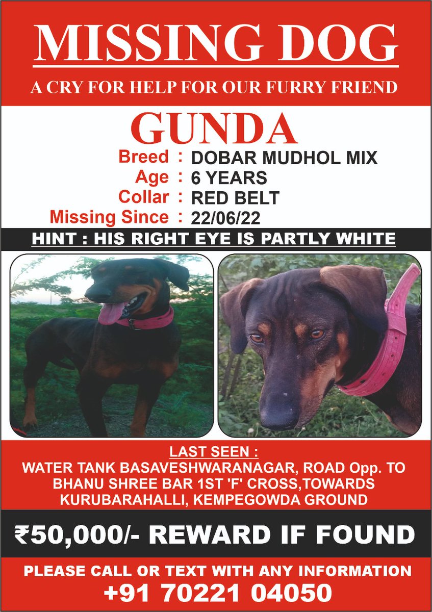path2shah's tweet photo. #Help - 6 year old #Dobar #Mudhol Mix #Dog is missing since 22/06/22 from Basaveshwara Nagar area of #Bengaluru .Incase anyone finds this dogy ,Kindly contact on the below mentioned phone number. Rs 50,000 will be given as reward.. https://t.co/RkSpKKw8sK