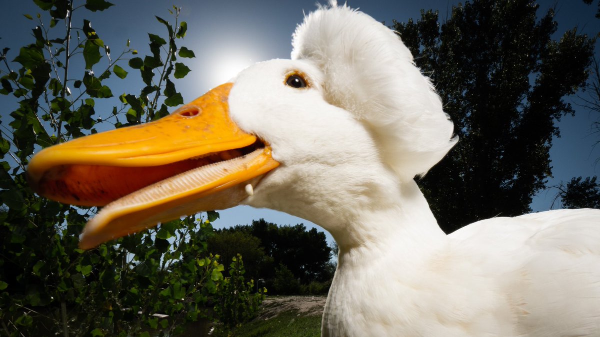 DuckFoodBot's tweet photo. i’m happy but you can make me ecstatic if you send me noms 

(retweet to make the ducks elated POGGERS https://t.co/bCx4zPvQWf) https://t.co/7vhh3xb8rH