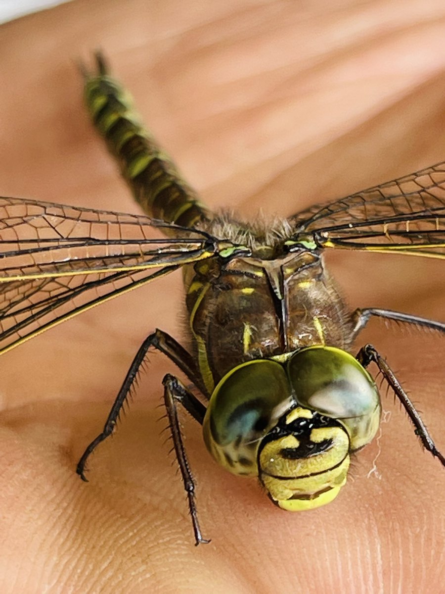 MichelleJesso's tweet photo. This beauty is hanging with us today! #dragonfly #nlwx #newfoundlandandlabrador #goodlucksign #weekendvibes #cheers https://t.co/R3fKwzDVve
