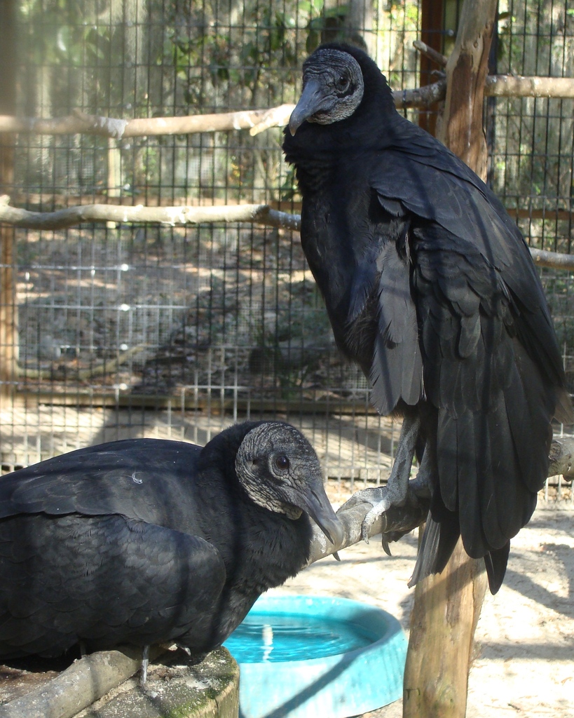Happy #InternationalVultureAwarenessDay from Vinny &amp; VanGogh! Vultures are part of ‘Nature’s Clean-Up Crew’ and play a vital role in maintaining the environments in which they live. Their scavenging habits help prevent the spread of diseases, such as rabies and tuberculosis.