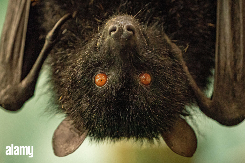 A fruit bat at Bristol Zoo Gardens. 
The attraction is to close after 186 years and is set to move to a site in south Gloucestershire after it was sold to cover funding shortfalls caused by the pandemic and a fall in visitor numbers. 