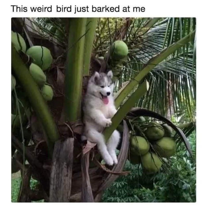 WholesomeMeme's tweet photo. https://t.co/bACw2WIuhL