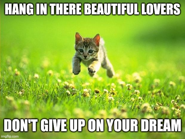 tunaofthesky's tweet photo. #Kittens are #GodsCreatures
#vlessed https://t.co/o0XmZFfFWA
