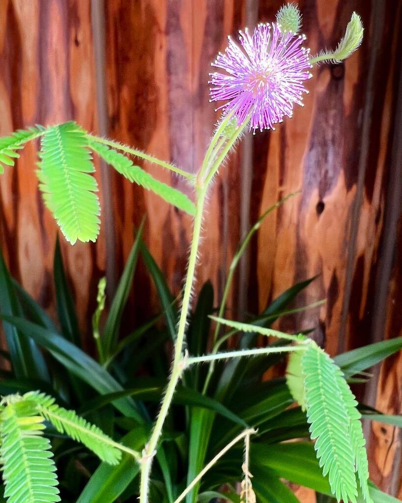 TrueSaffron's tweet photo. Sensitive Plant Blooming.
Mimosa Pudica. https://t.co/bZTvlldbSR https://t.co/khyI6JywQW