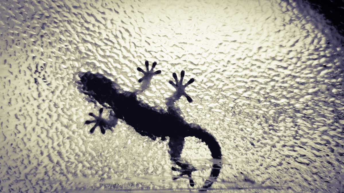 Rencontre du jour 
🖤🤍
#gecko #nature #BlackAndWhiteMacro #TwitterNatureCommunity