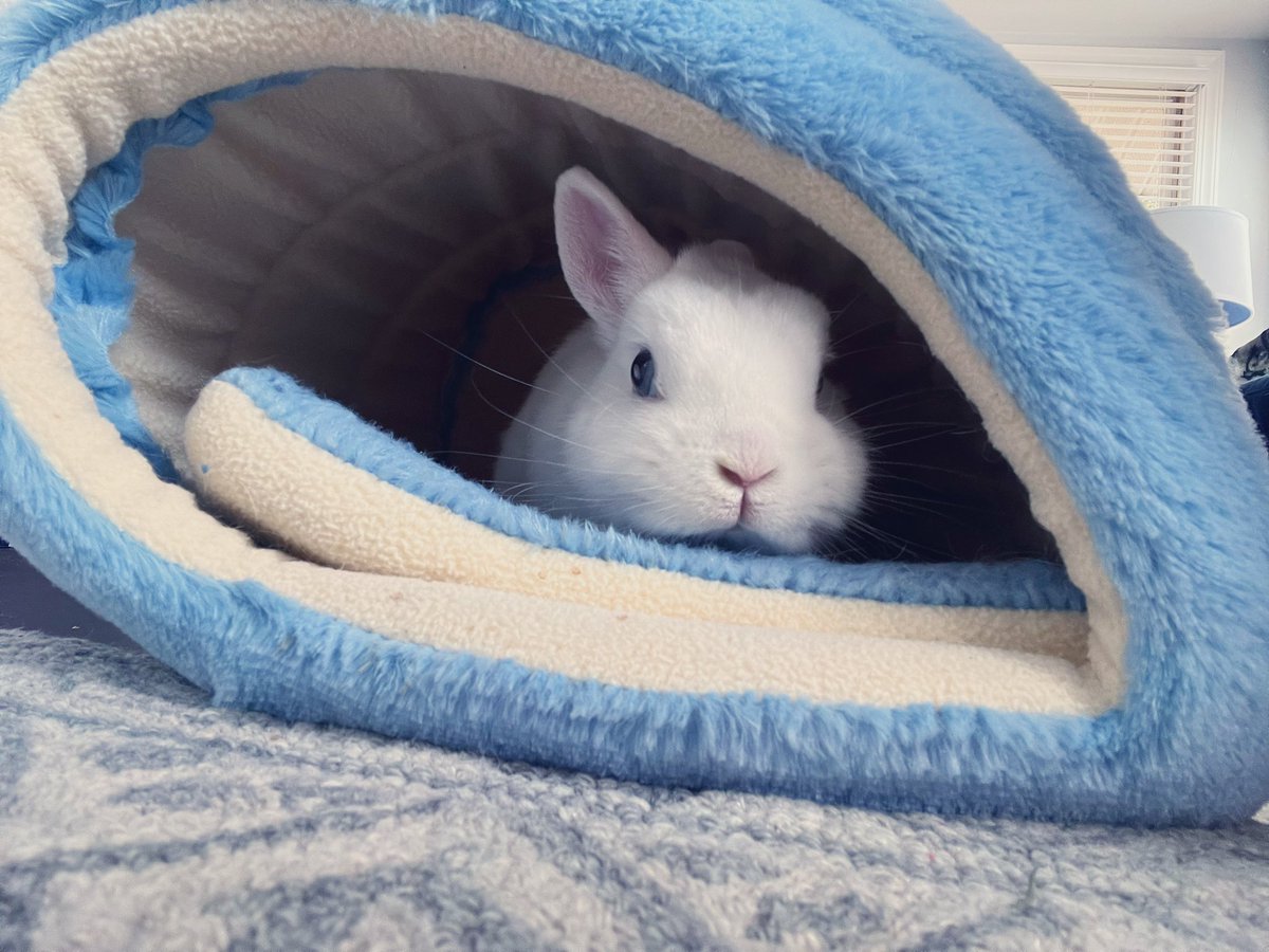 MagicZeBunny's tweet photo. HAPPY SATURDAY, pals! Mes is officially back. Hoom was cleaning + went to move dis cozy hut. She quickly lifted it up only to feel ze weight of mes in here!!!! OMB. She felt horrible 🤣 Mes just sent her to get treats at ze store #AirLifted #ZoomZoom #EarUp https://t.co/1BpQMxuAzM