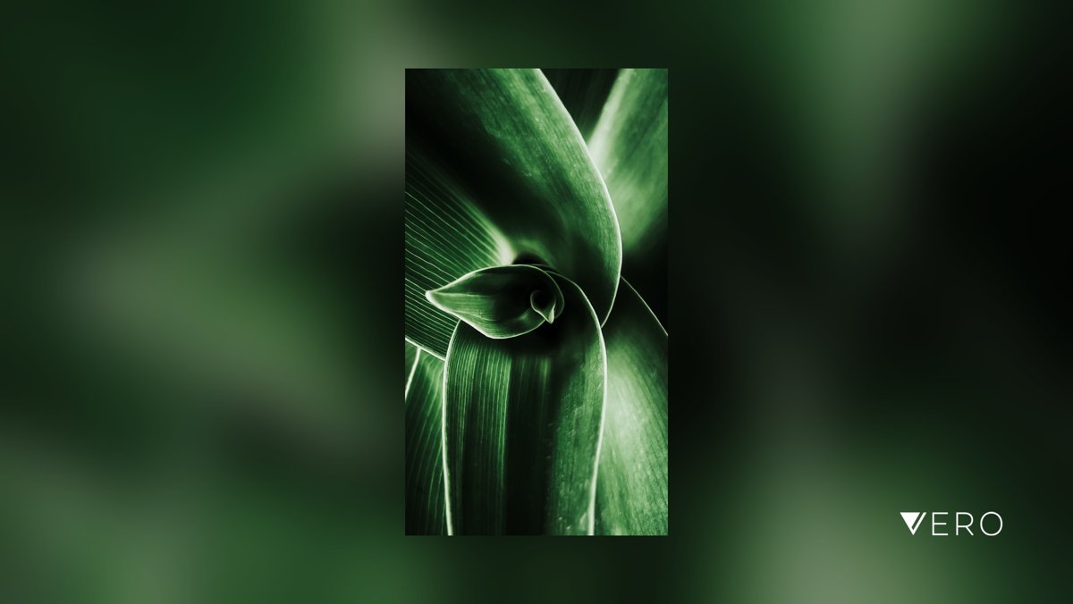 indu_vishwanath's tweet photo. Finally I can share these photos without a second thought! #macrosat #shotoniphone #CloseUp #Green #Abstract #MacroPhotography #Leaf #nature #macro #mobilephography https://t.co/7CzooW9yMb https://t.co/728ER8Uc1w