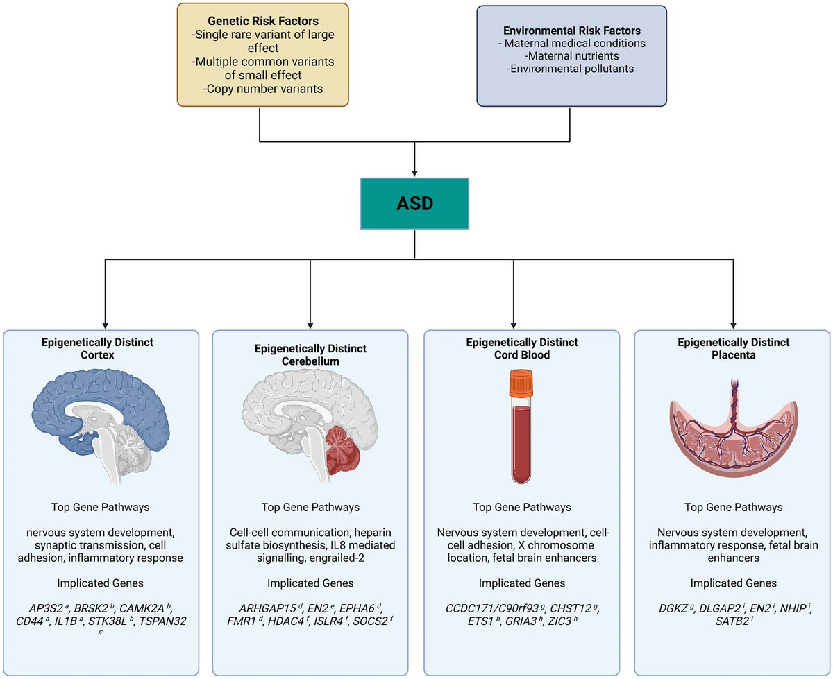 Autism Spectrum Disorder development is often the result of an interplay between genetic and environmental factors, but what can epigenetics tell us about that interplay? Read more in mine and  <a href="/jmlasalle123/">Dr. Janine LaSalle</a> Current Opinion article!

pubmed.ncbi.nlm.nih.gov/35962910/