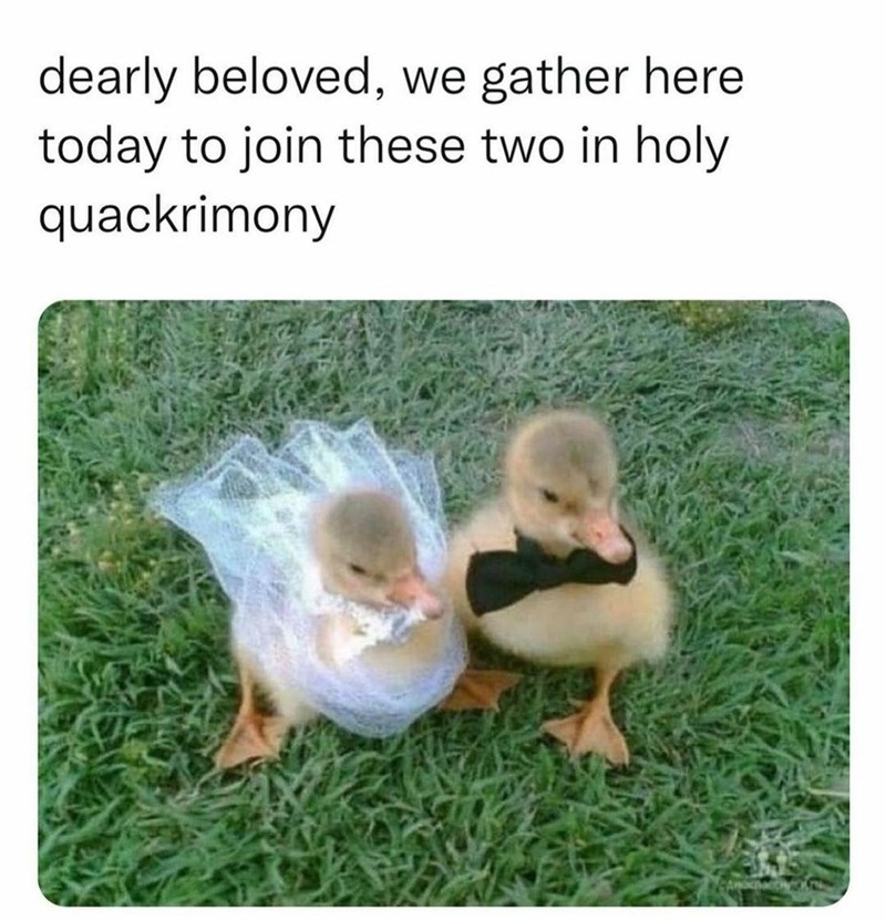 WholesomeMemes (@wholesomememe) on Twitter photo 