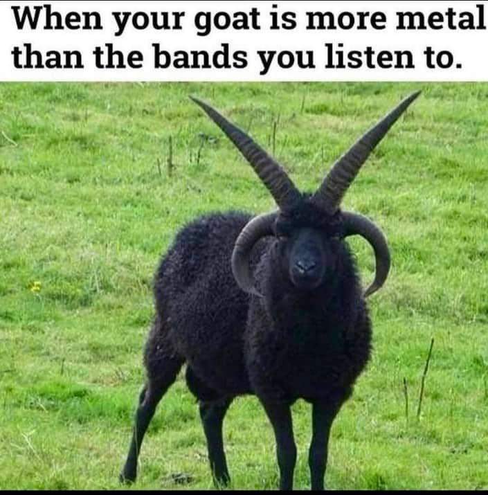 GothKittyMoon's tweet photo. 🤘🤘🤘🤘🐐🐐 https://t.co/l5q575ICGw