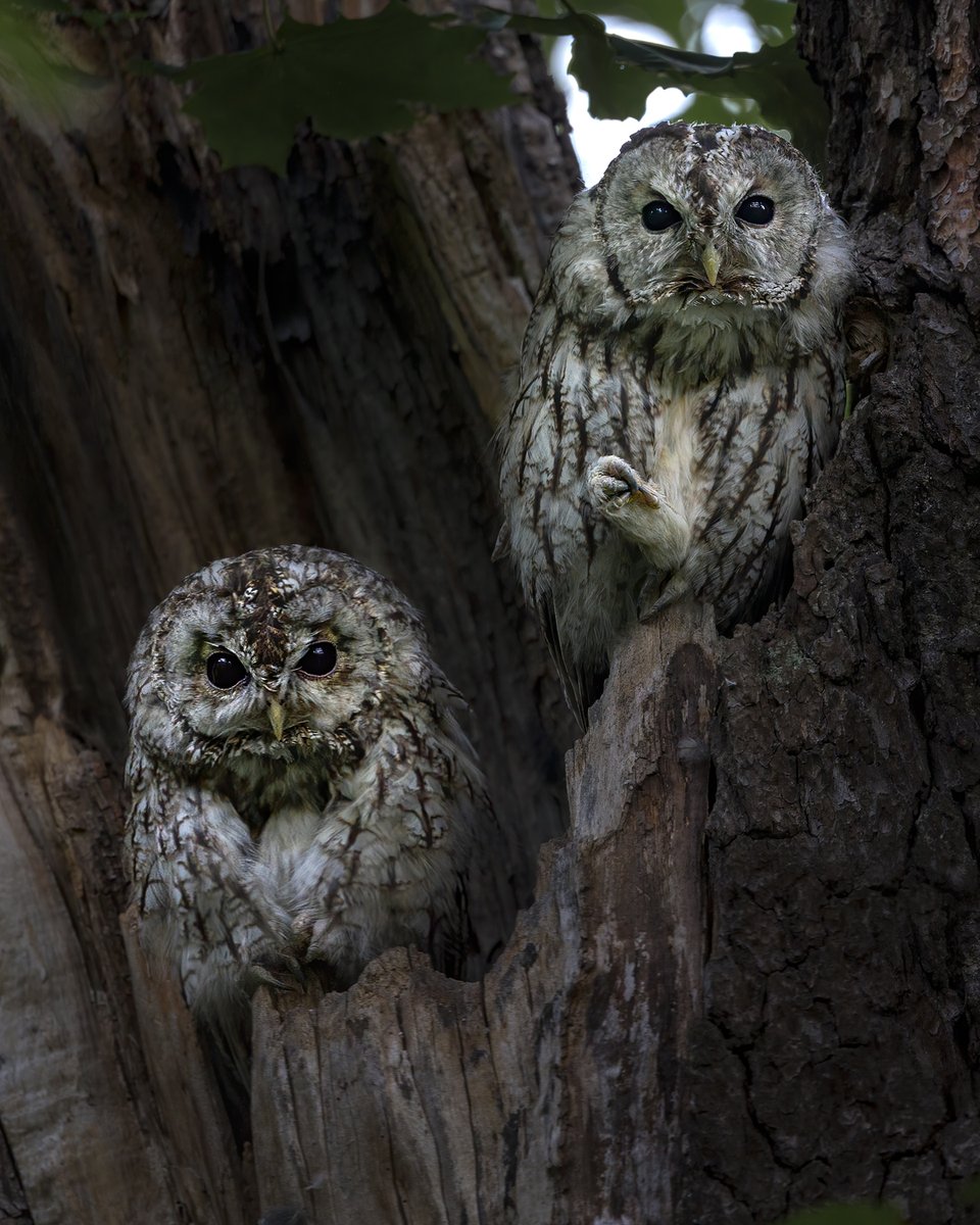 marianhamster's tweet photo. Two tawny owls staring at me making me feel a bit unwelcome...
#birdphotography #TwitterNatureCommunity  #wildlifephotography #birds https://t.co/rRQ3AFf5O0