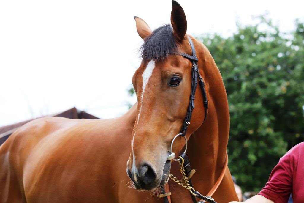 lucy_snowden's tweet photo. Winner for team @jamiesnowden as #SeatheClouds wins the bumper @stratfordraces under @GavinSheehan92 for owners @ValueRacingClub. A full brother to #MyMateMozzie let’s hope he’s as successful over hurdles. Well done to all connections. #TeamJSR @BetVictor #BorntoSea https://t.co/G9KmVqIYdz