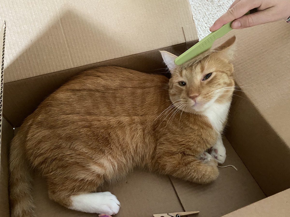 nobu_the_cat's tweet photo. I’m in a box 📦 getting brushed. Everything is good. I purr 😻 https://t.co/EW44Uo8Txv