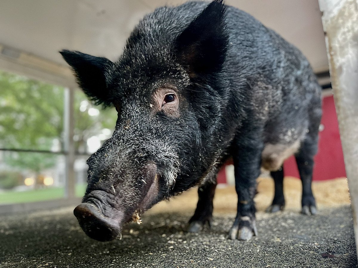 Tusk_UA's tweet photo. IT’S @RazorbackFB GAME DAY!!!! Game face: ☑️☑️☑️ https://t.co/u2TX1Yn6Rh