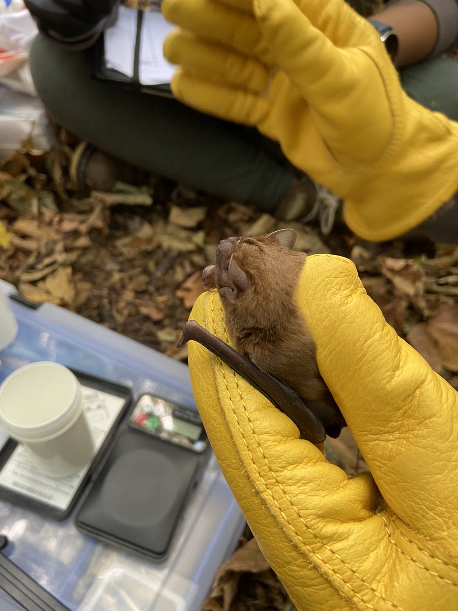 Nick Tribe tweet media