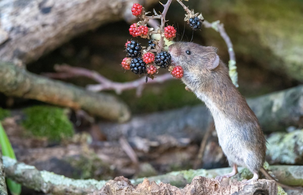 Time for the #blackberry #harvest of #summer #fruits, Vernon the vole is getting stuck into them in my #Norfolk #garden. <a href="/Mammal_Society/">Mammal Society</a> <a href="/NorfolkWT/">Norfolk Wildlife Trust</a> <a href="/BBCSpringwatch/">BBC Springwatch</a> #BBCWildlifePOTD #wildlifephotography #NaturePhotography #wildlife #nature #weekend #weekendmood #Saturday