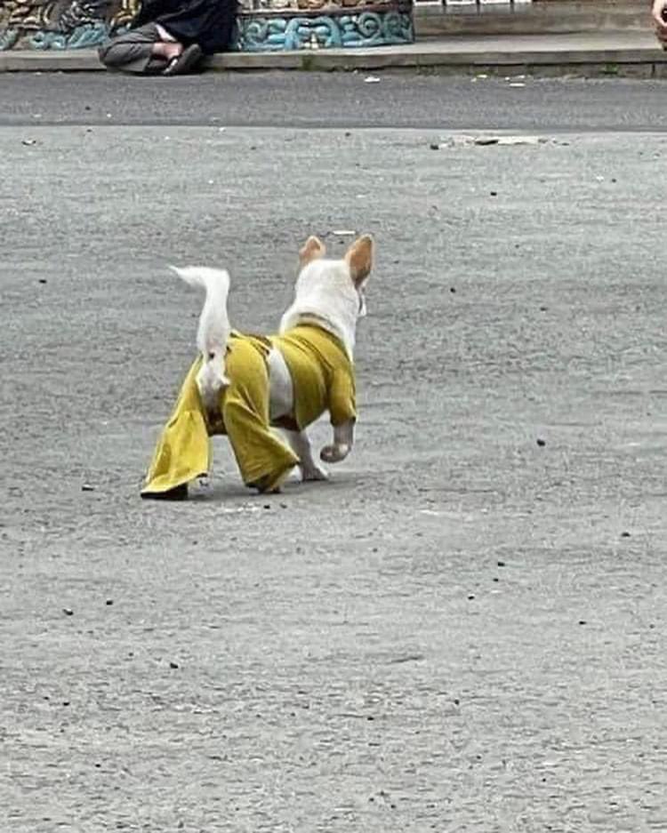 perritos_qctd's tweet image. ¡Y que soporten las pulgosas!