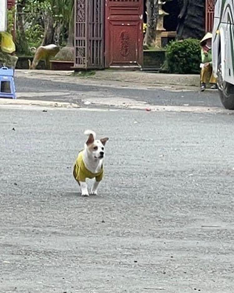 perritos_qctd's tweet image. ¡Y que soporten las pulgosas!