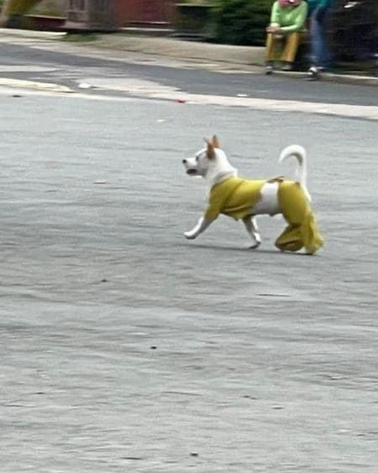 perritos_qctd's tweet image. ¡Y que soporten las pulgosas!