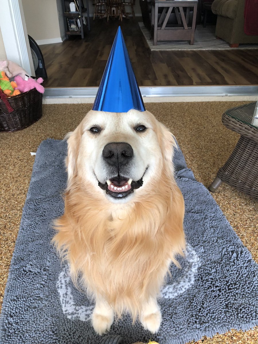 It’s my birthday!!  I’m seventy four thousand or maybe seven today! 🥳🐾🎁💛🥓🥚🧀. #dogsoftwitter #Goldenretrievers #itsmybirthday