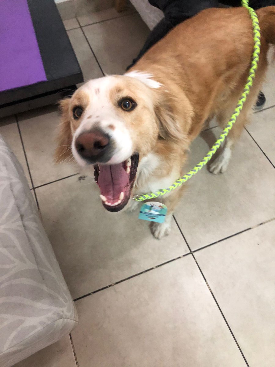 alsophocus's tweet photo. Encontramos este perrito en medio de gran avenida muy perdido metiéndose entre los autos. Está castrado, tiene chip pero sin datos de registro, por favor si son de San Miguel ayúdenme a compartir https://t.co/dNo8G9AmUm