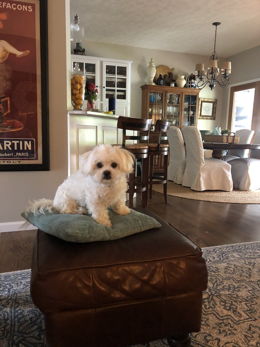 LeffingwellDan's tweet photo. Our family is sure going to miss this girl! Itโs been a great 15 yrsโฆ#RIPMacy #bettertrainedthanmykids โค๏ธ https://t.co/Wdwz5rfv6K