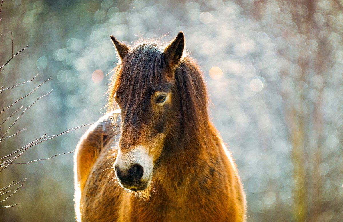 KentisburyG's tweet photo. Exmoor is full of wildlife and birds. Most popular have to be the resident Exmoor ponies, a native British moorland and mountain pony. Gorgeous!

#ExmoorNationalPark #ExmoorPonies #Exmoor #DevonCoast #DevonWalks #DevonUK #DevonAdventures #VisitDevon #VisitEngland #SouthWest https://t.co/uQt1eUHpEv