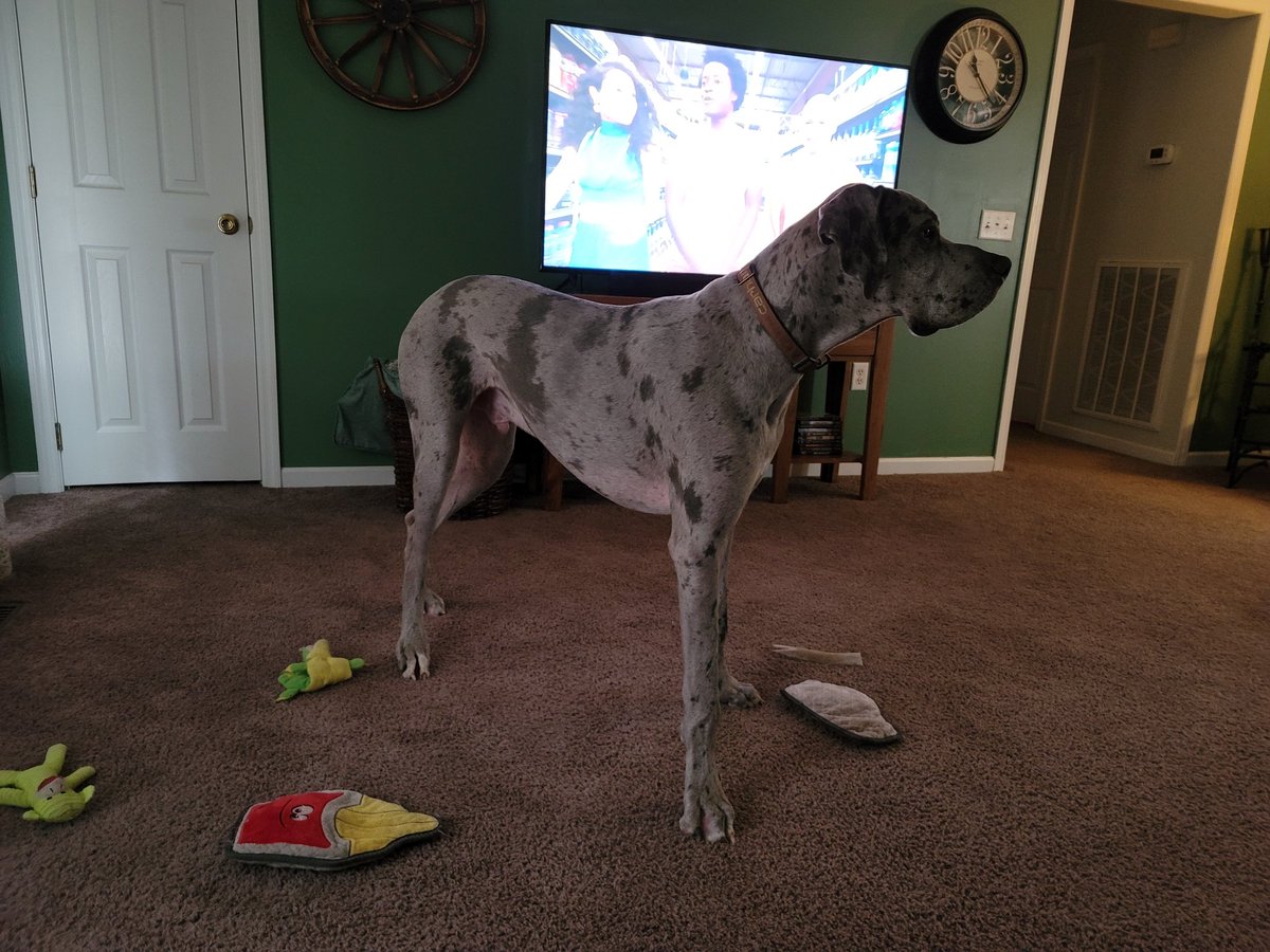 Turn2Dude's tweet photo. Sometimes it's hard to watch tv. #DaneProblems https://t.co/r2eb9rQ6op
