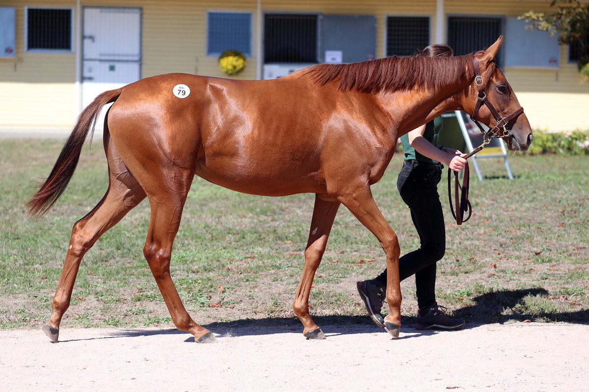 SaracenTB's tweet photo. Congratulations to Gestüt Ammerland as lot 79, their Waldgeist filly out of Burning Heights, sells @BBAG_Sales to Alexandra Saint Martin of ASM Bloodstock for €160,000 
@BallylinchStud 
#FeedTheDifference #FutureInMind https://t.co/ZPj3QB4Ug9