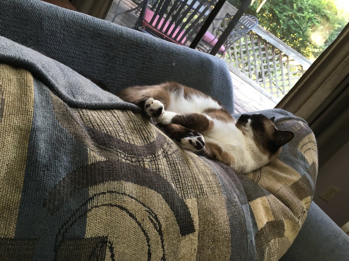 BigMinnieMoo's tweet photo. Relaxing on a #Caturday https://t.co/oeCgWEpFFC