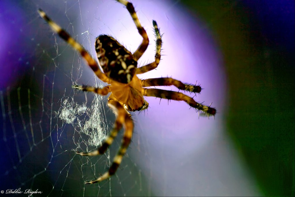 RigdenDebbie's tweet photo. Cross Spider, Garden Spider, Orb Weaver, lots in my garden 🕷
#arachnid #gardenspider #crossspider #nature https://t.co/NSGlAtXVew