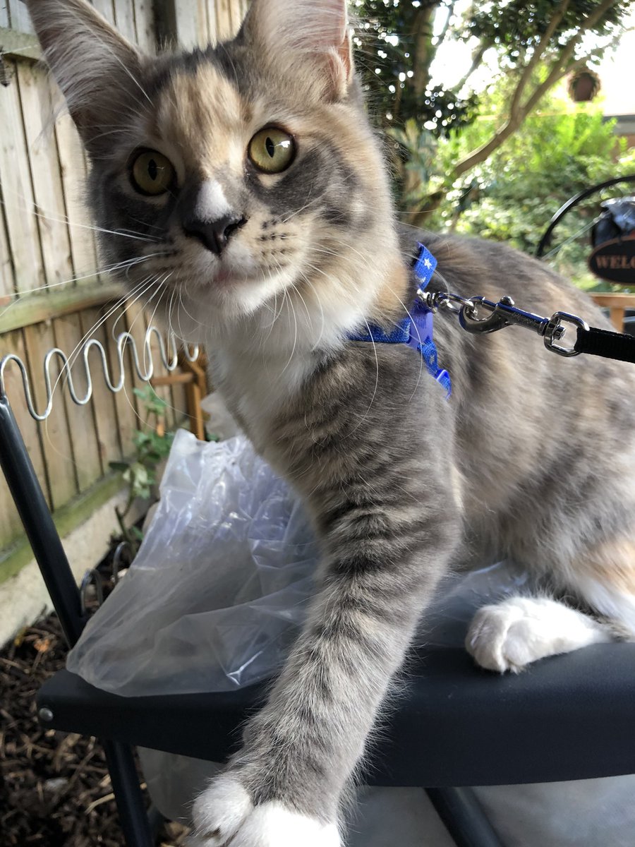 422shadowwolf's tweet photo. Emmy is now 5 mnths old and getting bigger everyday. #mainecoon #bigcats #cutecats #kittens https://t.co/2K7fLDl790