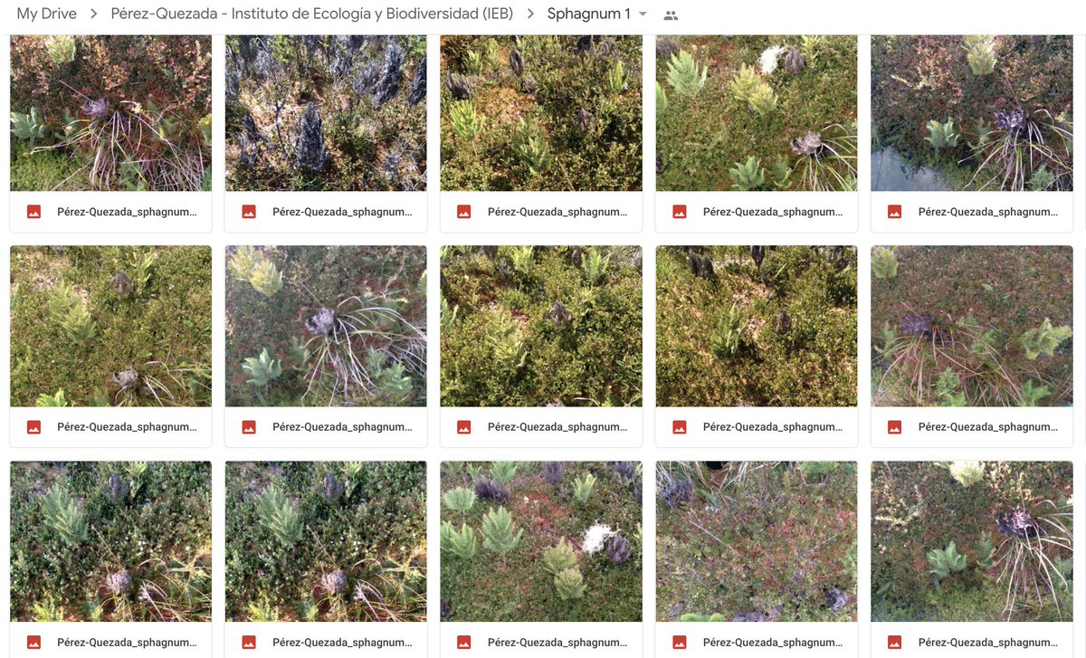 Dr Scott J. Davidson tweet media