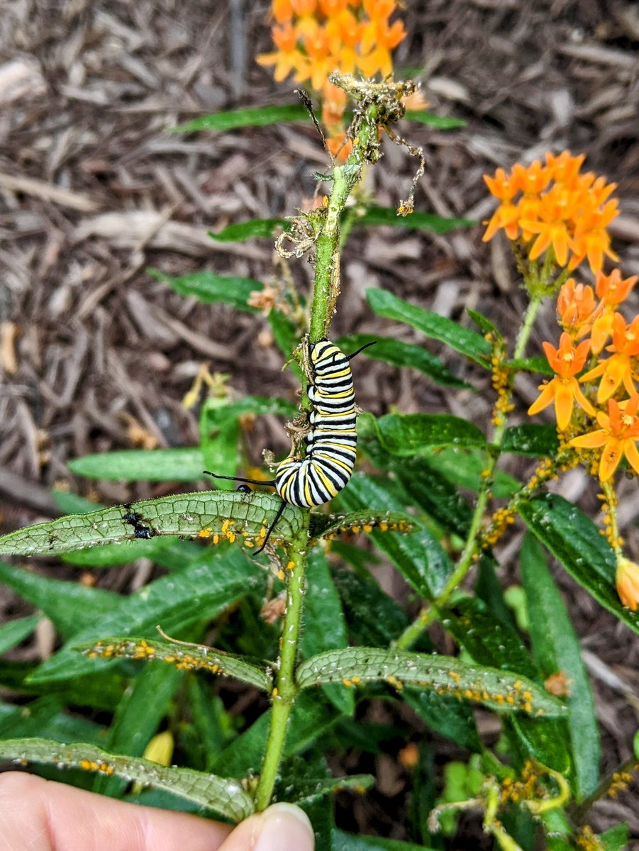 Mom's new #pollinator #garden that we put in is bringing in the #monarchbutterflies. 🦋😁👍 #monarchbutterfly #butterfly #caterpillar