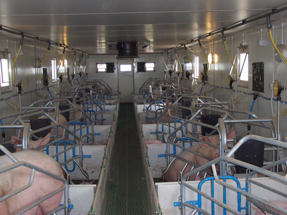 Het valt mij op hoeveel mensen er van OVERTUIGD zijn dat de foto -uit mijn eerdere post- van een zeugenstal in het buitenland is gemaakt. Mensen hebben blijkbaar geen idee van de Nederlandse varkenshouderij. Hier een paar impressies. Allemaal NEDERLAND. #nederlandvleesland