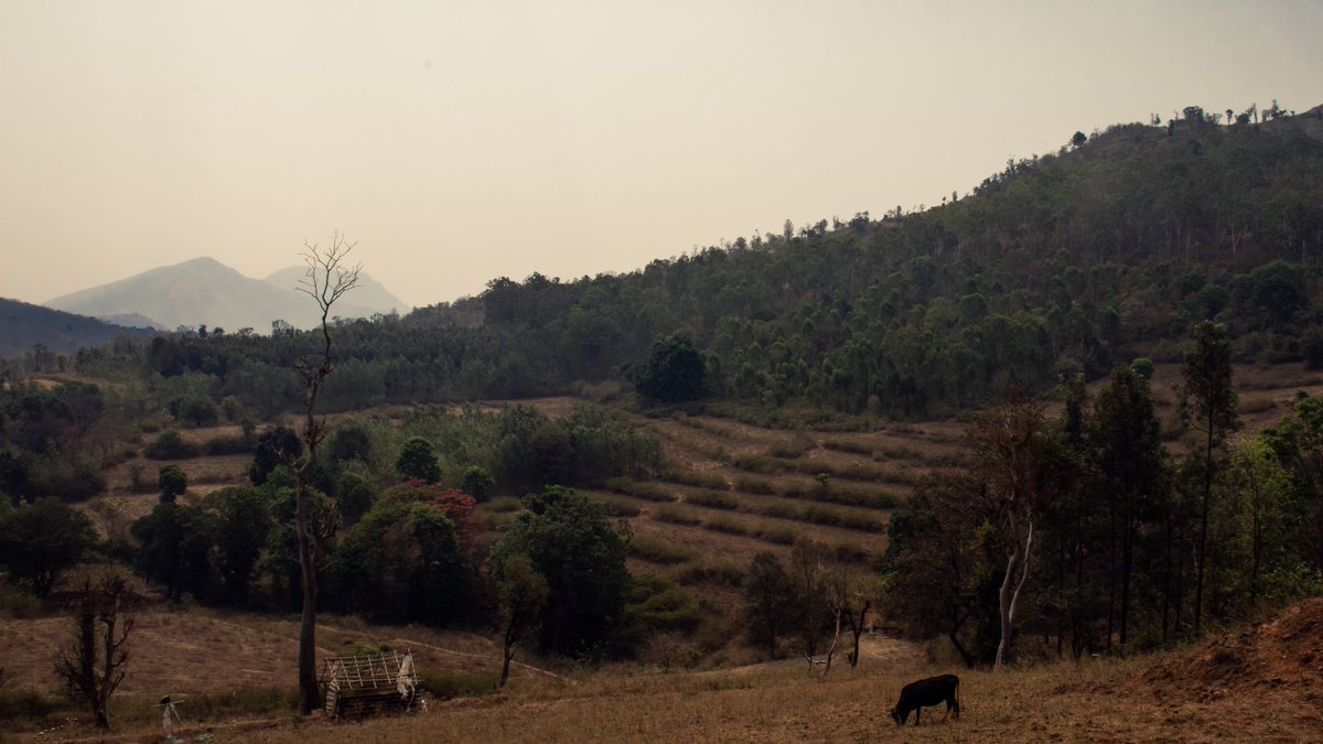JosephWalter23's tweet photo. Chikmagalur
#chikmagalur #karnataka #nature #travel #landscape #mountains #canon #200d https://t.co/wdJC2JHD0m