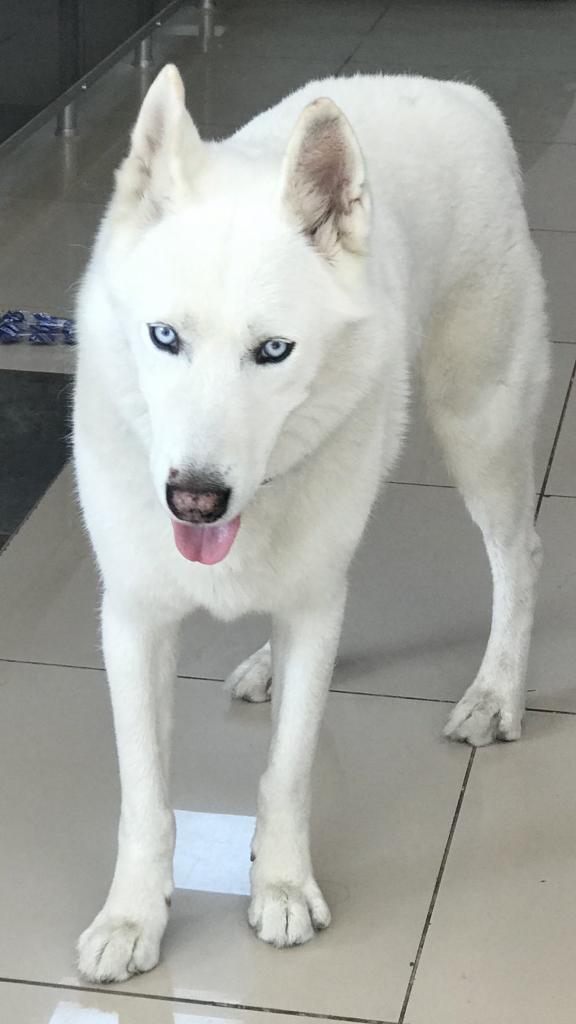 SAYIN GAZETECİLERİN  VE BU Gazetecilerin OKUYUYUCULARI DİKKATİNE ! BİR GAZETECİ HER YAZISINDA BİR MAFYA- SİYASET - JOURNALİZM ÜÇGENDE BİR KİŞİNİN ADINI ZİKREDİYORSA MAAŞLI ELEMAN DURUMUNA DÜSER İSTİHBARAT  EKONOMİK HESAP AKIŞINI KONTROL ALTINA ALIR MOK MİMAR TÜLAY ŞANLITÜRK ♥️♥️