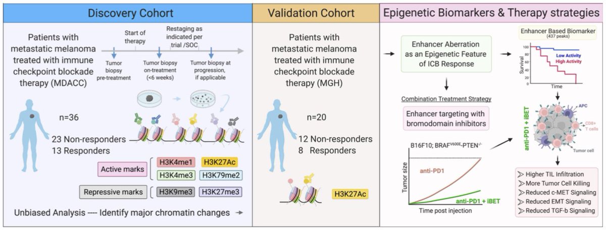 Anirban Maitra (@aiims1742) on Twitter photo Preprint <a href="/raikunal/">Kunal Rai</a> <a href="/MDAndersonNews/">MD Anderson Cancer Center</a> with <a href="/gmboland/">Genevieve Boland, MD, PhD</a> <a href="/MGHCancerCenter/">Mass General Cancer Center</a>
<a href="/manoliskellis/">Manolis Kellis</a> <a href="/MIT/">Massachusetts Institute of Technology (MIT)</a>:
Enhancer Reprogramming in Melanoma Immune Checkpoint Therapy Resistance
biorxiv.org/content/10.110…
Nice data from high throughput profiling of clinical samples to functional perturbation study. Preprint <a href="/raikunal/">Kunal Rai</a> <a href="/MDAndersonNews/">MD Anderson Cancer Center</a> with <a href="/gmboland/">Genevieve Boland, MD, PhD</a> <a href="/MGHCancerCenter/">Mass General Cancer Center</a>
<a href="/manoliskellis/">Manolis Kellis</a> <a href="/MIT/">Massachusetts Institute of Technology (MIT)</a>:
Enhancer Reprogramming in Melanoma Immune Checkpoint Therapy Resistance
biorxiv.org/content/10.110…
Nice data from high throughput profiling of clinical samples to functional perturbation study.