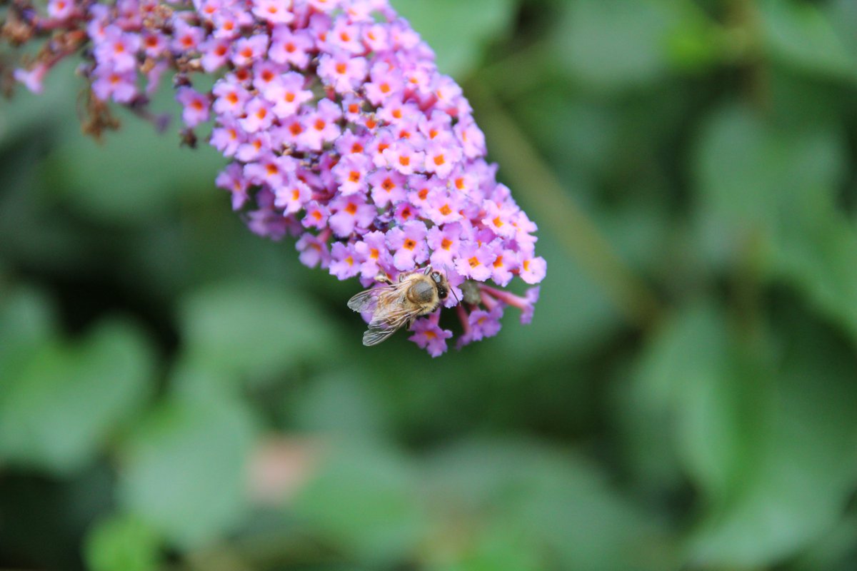 Zonalhaz's tweet photo. I may have bought a DSLR...

Went for a short walk near my house to try it out! https://t.co/CbZYMpy5H3